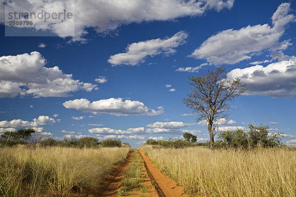 Africa  Botswana Track through Kalahari Desert