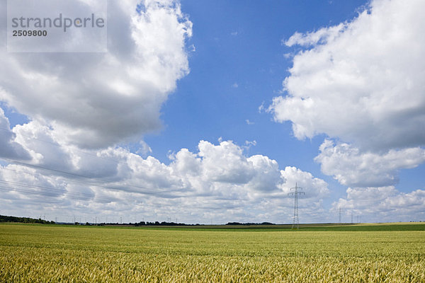 Germany  Saxony-Anhalt  Wheat field and electricity pylons