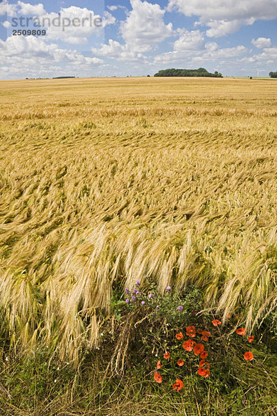 Germany  Saxony-Anhalt  Rye field