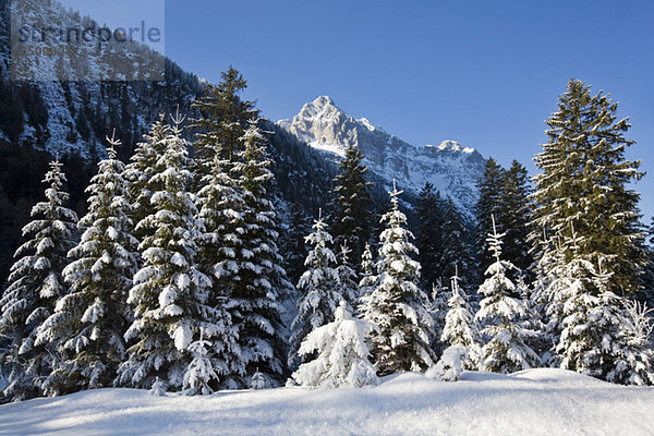 Deutschland  Bayern  Winterlandschaft im Hintergrund Wettersteingebirge