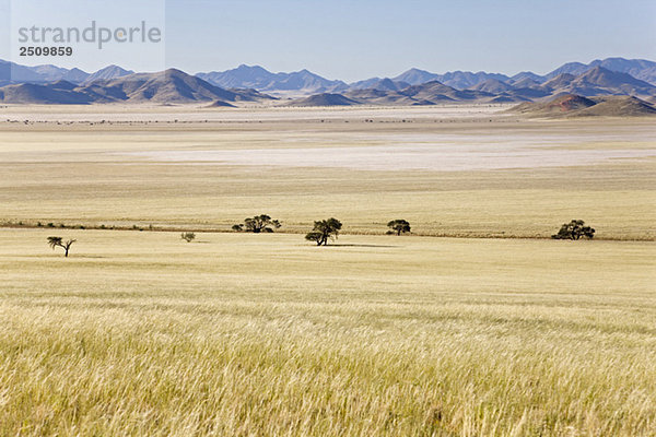 Afrika  Namibia  Namib Wüste  Tirasgebirge  Grasland