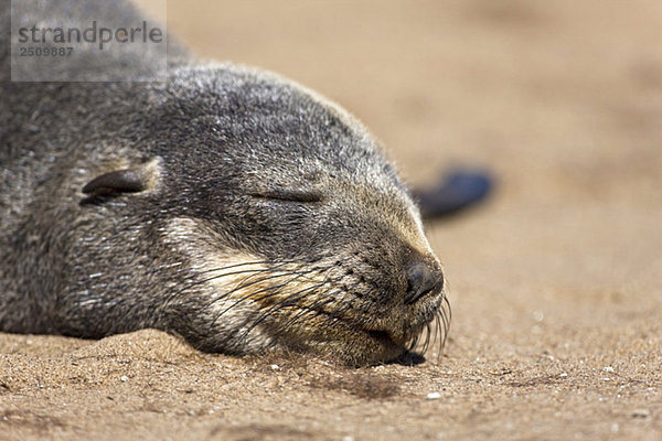 Südafrika  Cape Cross  Cape Fur Seal (Arctocephalus pusillus)  Nahaufnahme