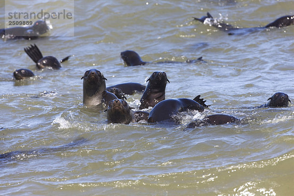 Südafrika  Cape Cross  Cape Fur Seals (Arctocephalus pusillus) im Meer