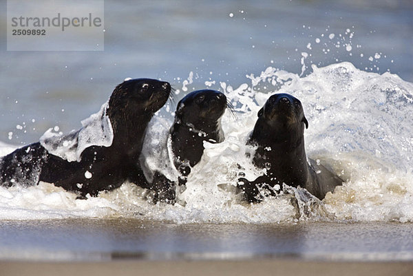 Südafrika  Cape Cross  Cape Fur Seals (Arctocephalus pusillus) spritzend an Land
