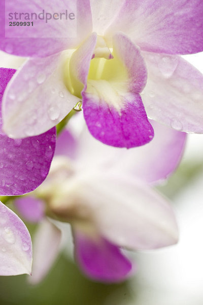 Orchideenblüte (Orchidaceae)  Nahaufnahme
