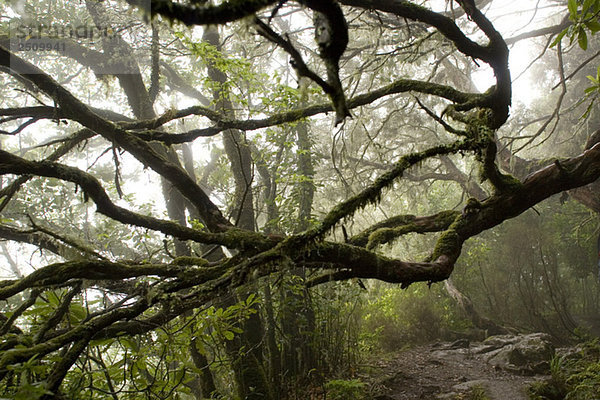 Portugal  Madeira  Misty forest