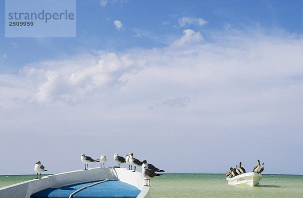 Mexiko  Holbox Island  Mexiko  Holbox Island  Möwen und Pelikane sitzend auf Fischerboot