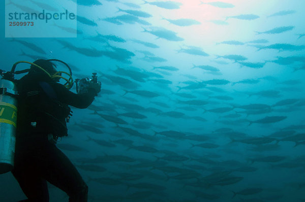Galapagos Inseln  Ecuador  Taucher fotografiert Fischschwarm