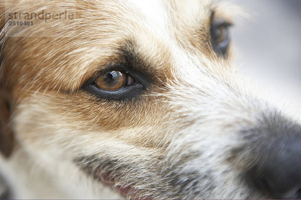 Jack Russell Terrier  Nahaufnahme