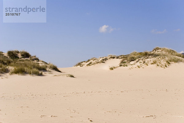 Italy  Sardinia  Sand dunes and grass