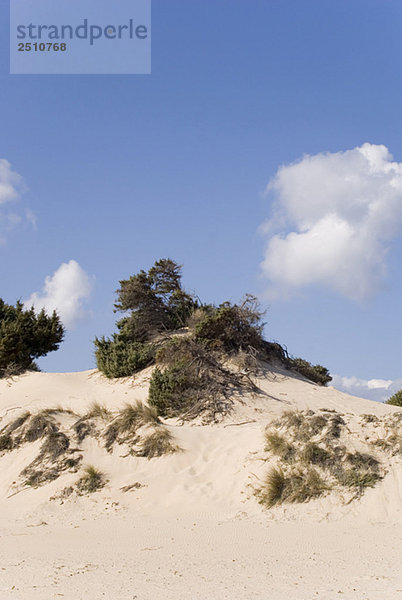 Italy  Sardinia  Sand dunes and grass