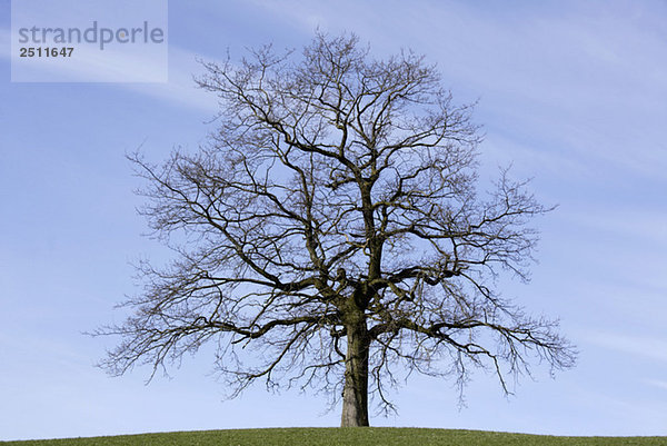 Germany  Upper Bavaria  Oak tree (Quercus)