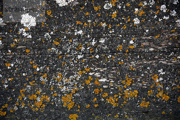 Germany  Bavaria  Lichen growing on fence