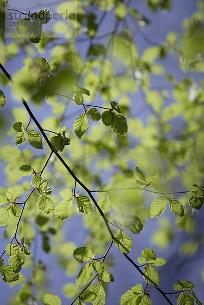 Blätter der Rotbuche (Fagus silvatica)  Nahaufnahme
