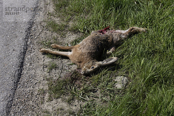 Toter Hase (Lupus europaeus)  Roadkill  erhöhte Ansicht