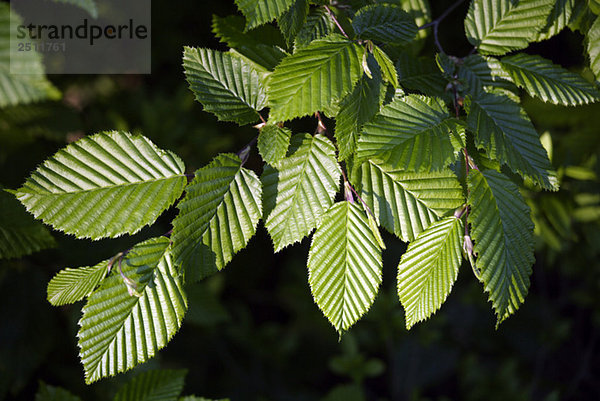 Hainbuche (Carpinus betulus)  Blätter  Nahaufnahme