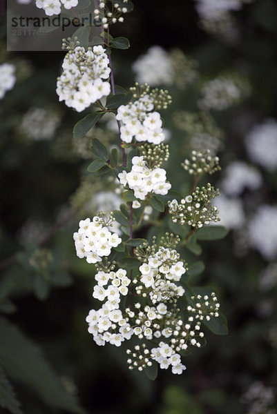 Girlande Spirea (Spirea arguta)