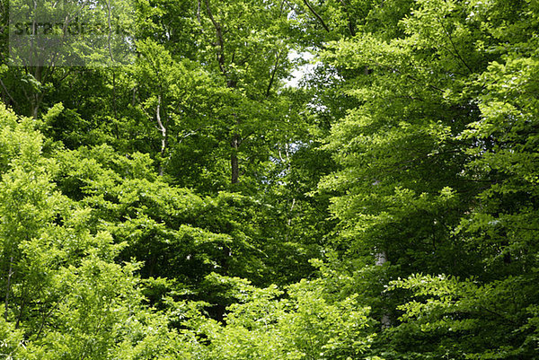 Deutschland  Bayern  Unterfranken  Spessart  Wald