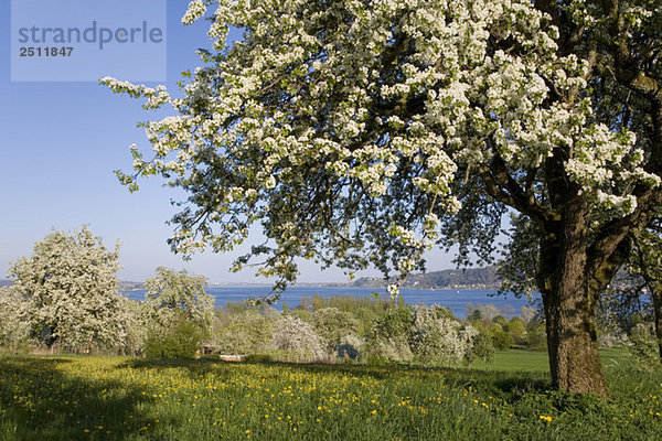 Deutschland  Bodensee  Hoeri  Blütezeit