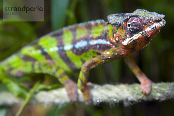 Afrika  Madagaskar  Panther Chamäleon (Furcifer pardalis)  Nahaufnahme