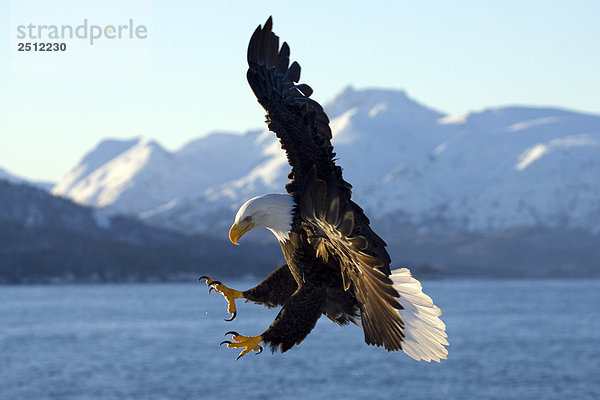 Weißkopfseeadler Haliaeetus leucocephalus Winter Landschaft Süden Alaska