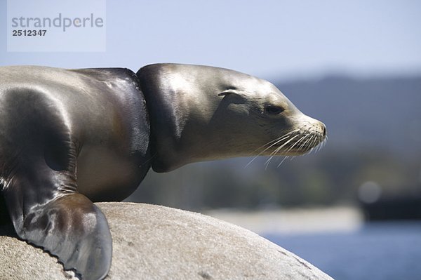 Sea lion with a piece of rope lodged around its neck  Monterey Bay  California