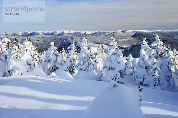 View of snow-covered trees at Pic de l'aube  Quebec  Canada.