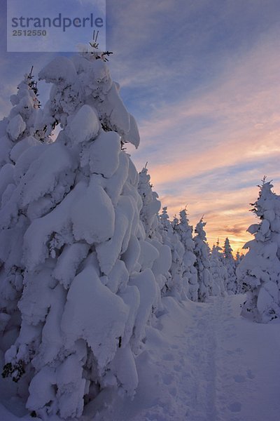 View of path and snow-covered trees at Pic de l'aube  Quebec  Canada