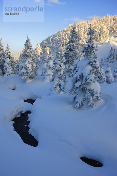 View of brook and snow-covered trees  Quebec  Canada