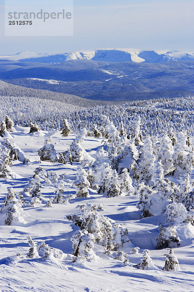 View of snow-covered trees and Mont Albert from Mont Logan  Quebec  Canada