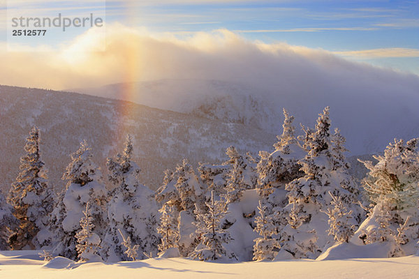 View of snow-covered trees  frost rainbow and Mont Logan at sunset  Quebec  Canada