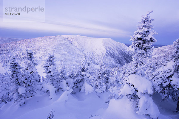 View of Mont Logan and snow-covered trees at dawn  Quebec  Canada.