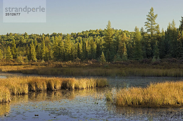 Wetlands at sunrise. Balsam fir  tamarack and Eastern white pine trees. Autumn. Algonquin Provincial Park  Ontario.
