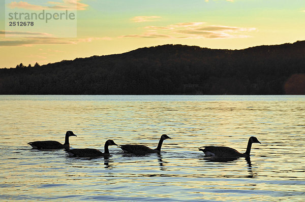 Canada Geese at sunset. Algonquin Provincial Park  Ontario. Canada.