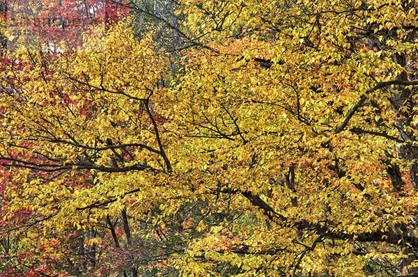 Yellow birch and sugar maples trees in autumn colours. Algonquin Provincial Park  Ontario. Canada.
