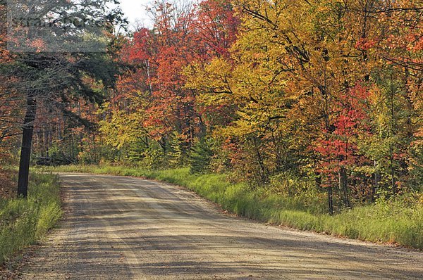 Autumn sugar maple trees. Algonquin Provincial Park  Ontario. Canada.