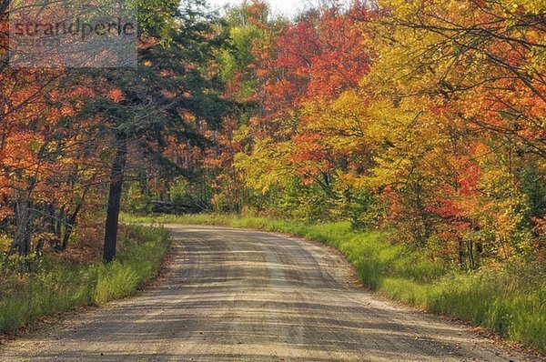 Autumn sugar maple trees. Algonquin Provincial Park  Ontario. Canada.