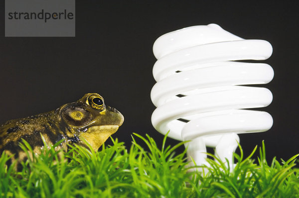 Energy-saving light bulb inspected by green frog.