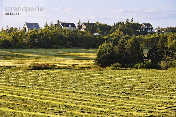 View of fields and houses at sunset  Bas-Saint-Laurent region  Quebec  Canada