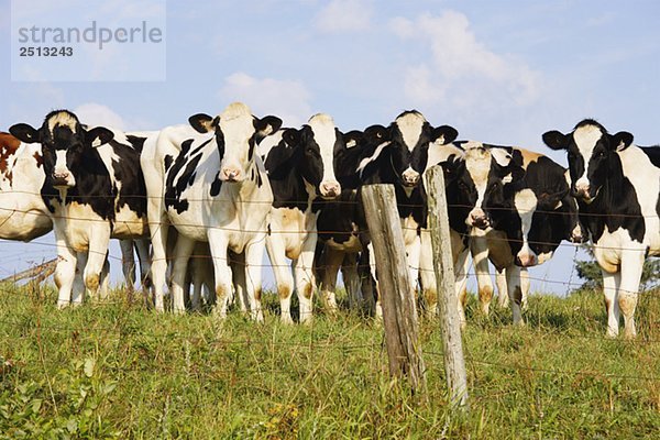 View of cows  Bas-Saint-Laurent region  Quebec  Canada