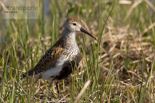 Alpenstrandläufer Standing in hohem Segge Gras auf arktischen Tundra Nordhang Alaska Sommer