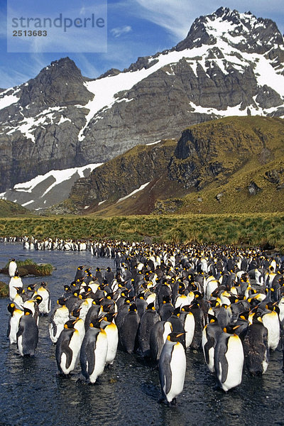 König Pinguin-Kolonie in Strom-Bett @ Gold Harbor S.Georgia Insel antarktischen Sommer