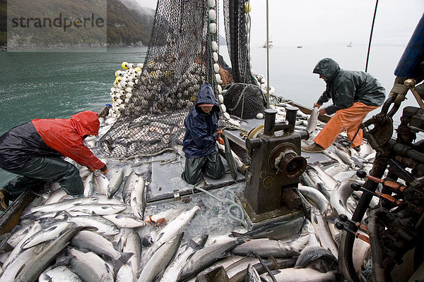 Besatzung von kommerziellen Seiner laden ihren Fang von Silber Lachs in Hold auf * Sonja M * Port Valdez PWS Alaska