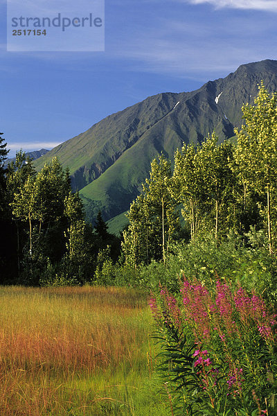 Fuchsschwanz Gras  Schmalblättriges Weidenröschen  & Cottonwoods unter Schafen Mtn AK KP Sommer Chugach NF Kenai CT