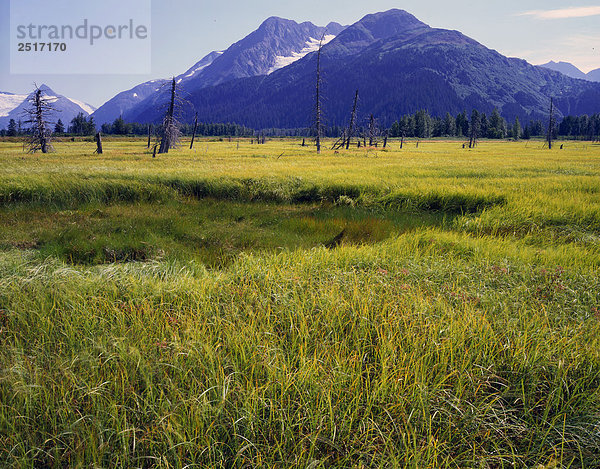 Wiese & Deadfall entlang Seward Hwy SC AK Sommer /nBard & Byron Peak Chugach Mtn in der Nähe von Portage