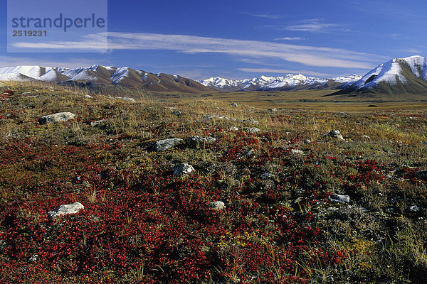 Tundra w/Bärentraube auf arktischen Tundra ANWR AK AR Herbst Phillip Smith CT Brookskette