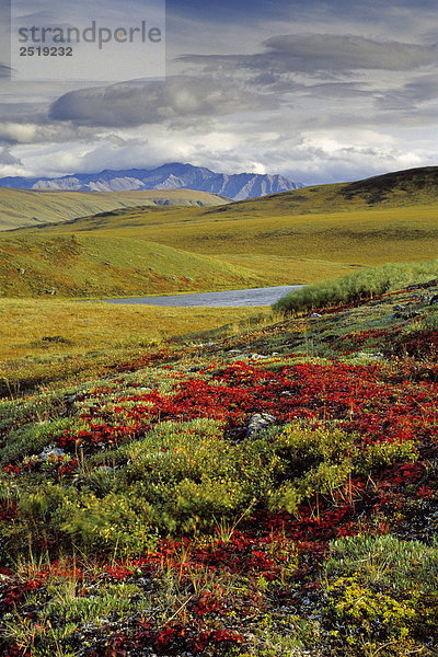 Red toloknjanki auf Tundra w/Phillip Smith CT AK AR Sommer ANWR