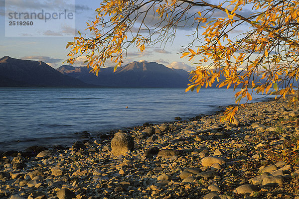 Herbst Laub am Ufer des Lake Clark SW Alaska Lake Clark NP