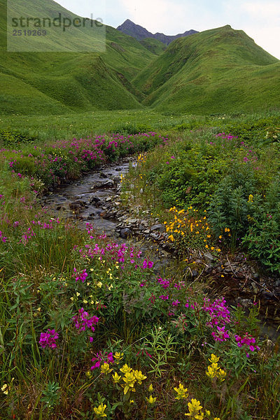 Wildblumen Stream auf Unalaska Island Alaska Sommer
