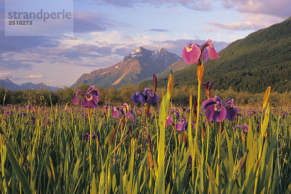 Wild Iris an Pioneer Peak SC Alaska Sommer Mat-Su Tal blüht